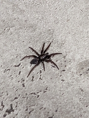 Scotophaeus blackwalli