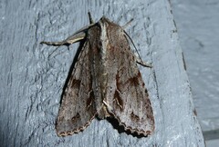 Ichneutica ustistriga
