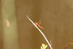 Rhodothemis rufa