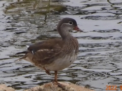 Aix galericulata