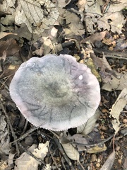 Russula