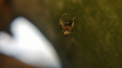 Uloborus