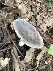 Russula