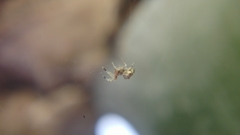 Uloborus