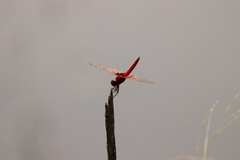 Urothemis signata