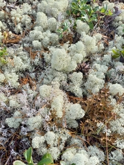 Cladonia stellaris