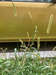 Setaria pumila