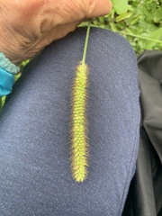 Setaria pumila