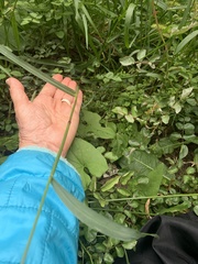 Setaria pumila