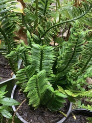 Euphorbia tithymaloides