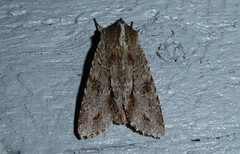 Ichneutica ustistriga