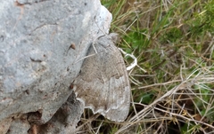 Hipparchia statilinus