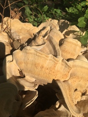 Bondarzewia berkeleyi