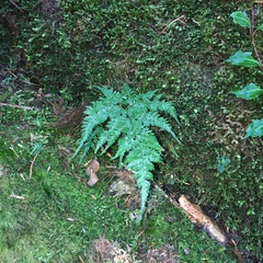 Arachniodes quadripinnata