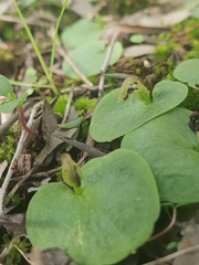 Corybas