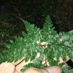 Arachniodes quadripinnata