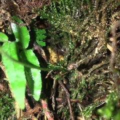 Arachniodes quadripinnata