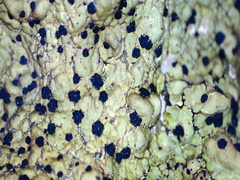 Umbilicaria torrefacta