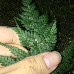 Arachniodes quadripinnata