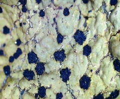 Umbilicaria torrefacta