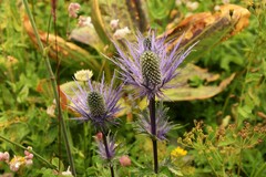 Eryngium alpinum