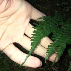 Arachniodes quadripinnata