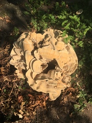 Bondarzewia berkeleyi