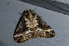 Pseudocoremia leucelaea