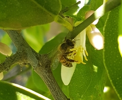 Apis mellifera scutellata
