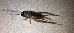 Gryllinae