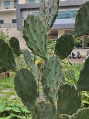 Opuntia lasiacantha