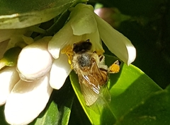 Apis mellifera scutellata