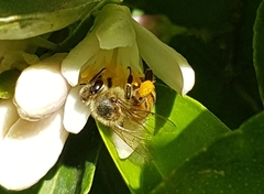 Apis mellifera scutellata