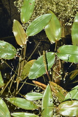 Potamogeton nodosus
