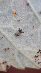 Phragmidium rubi-idaei