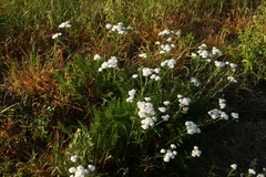 Achillea millefolium