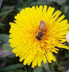 Apis mellifera scutellata
