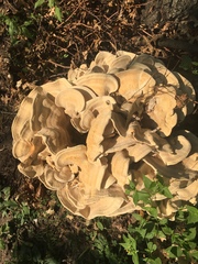 Bondarzewia berkeleyi