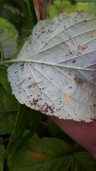 Phragmidium rubi-idaei