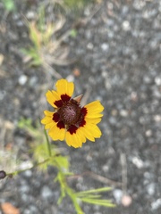 Coreopsis