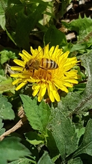 Apis mellifera scutellata