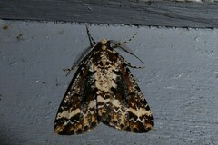 Pseudocoremia leucelaea