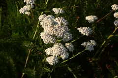 Achillea millefolium