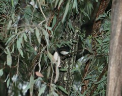 Rhipidura leucophrys