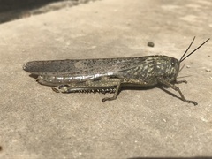 Anacridium aegyptium