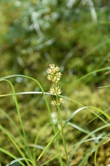 Tofieldia calyculata