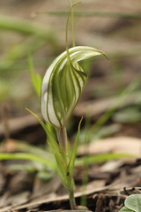 Pterostylis robusta