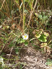 Anthemideae
