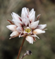 Laxmannia omnifertilis