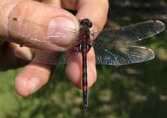 Leucorrhinia rubicunda